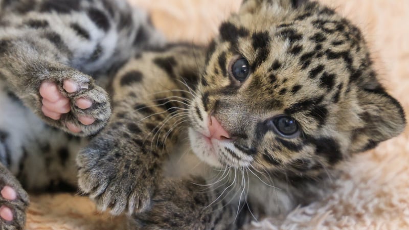 The Nashville Zoo named one of its newest clouded leopard cubs.