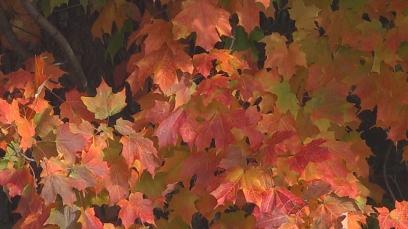 Fall colors in the trees
