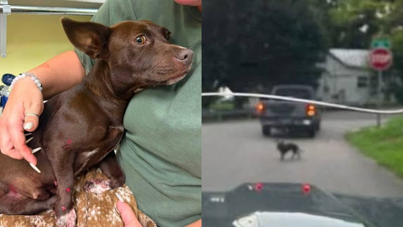 Perrito herido tras ser amarrado y arrastrado a una camioneta, según autoridades
