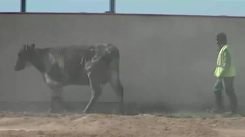 Los informes iniciales dicen que más de 18,000 cabezes de ganado se perdieron en el incendio...