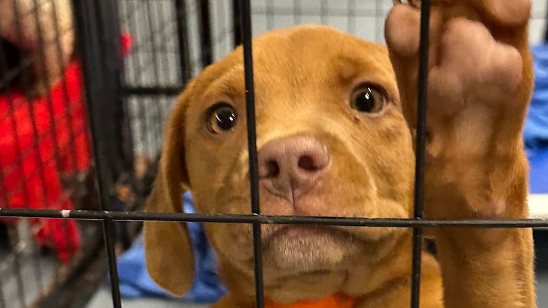 The Animal Rescue Corps says it has rescued more than 60 dogs from commercial breeders in...