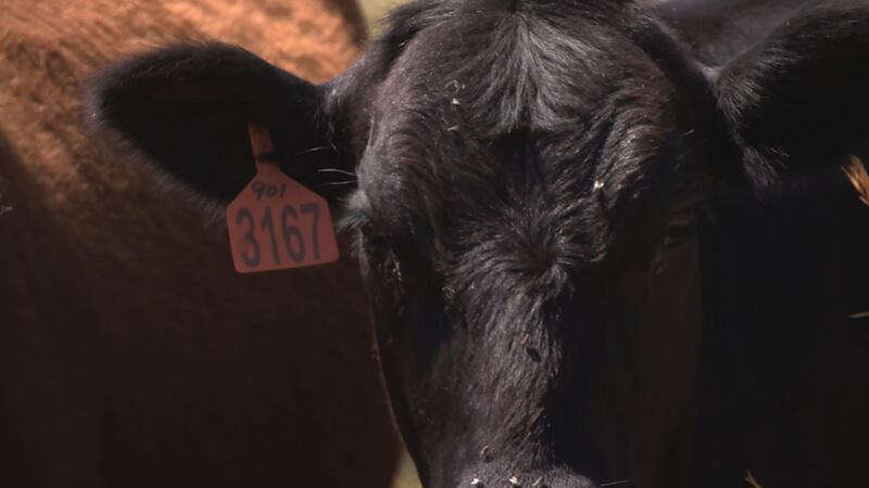 Cows