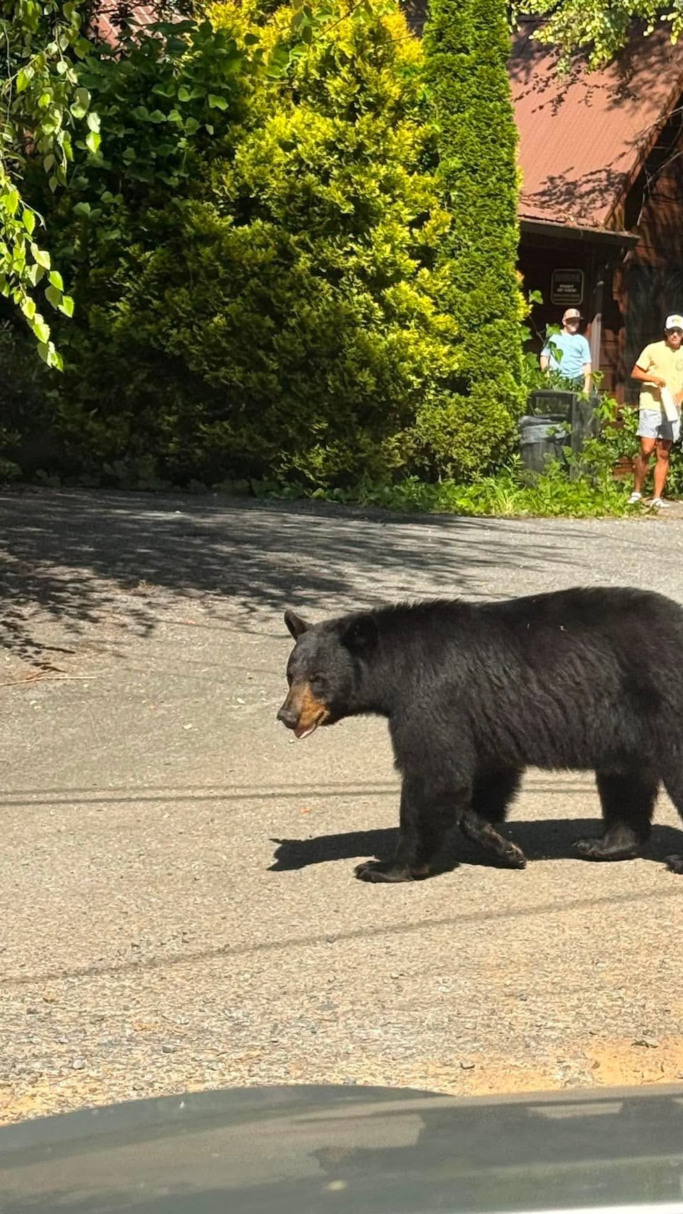 Bear in Gatlinburg TN