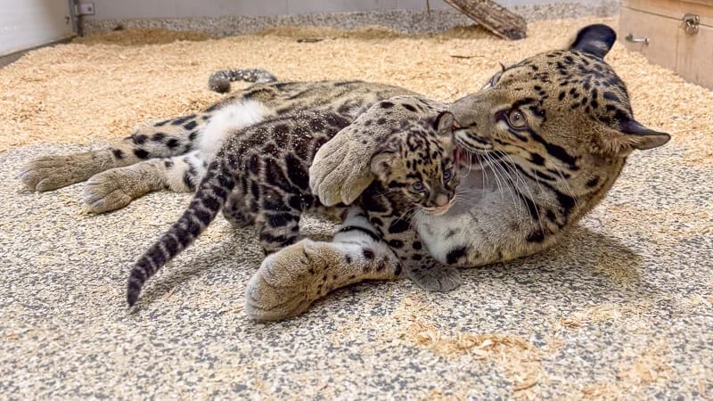 Conoce a Mayuree, la cría de leopardo nebuloso número 51 nacido en el zoológico desde 1991
