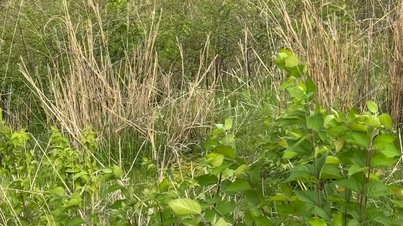 Investigation underway after body recovered from Cumberland River