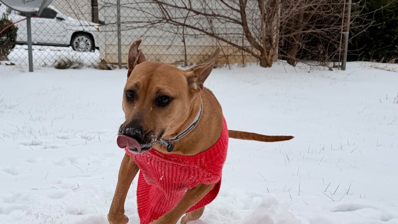 Dog named Della Rose bundled up in snow