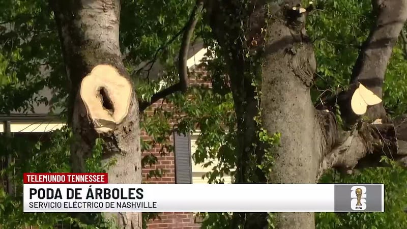 Residentes advierten sobre la poda de árboles que NES ha estado realizando tras la tormenta...