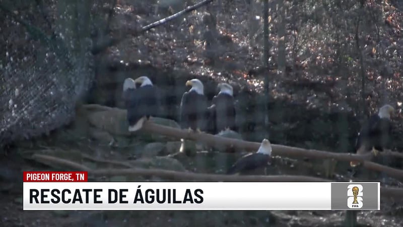 Autoridades buscan a tres águilas calvas que escaparon de Dollywood