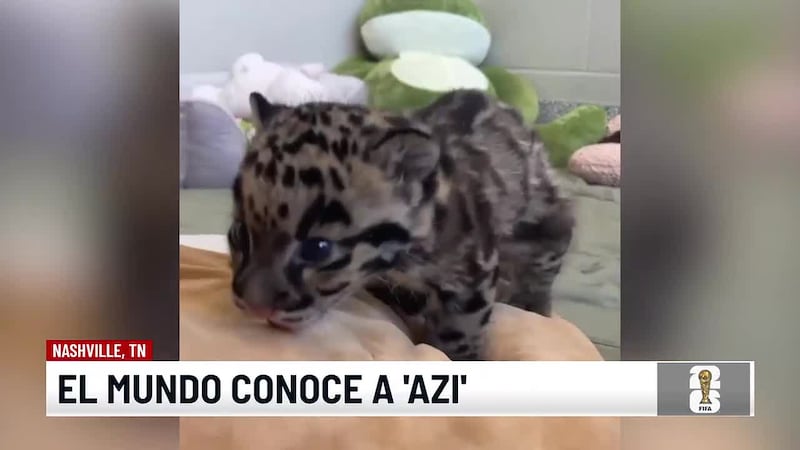Zoológico de Nashville presenta a "Azi" su leopardo nublado