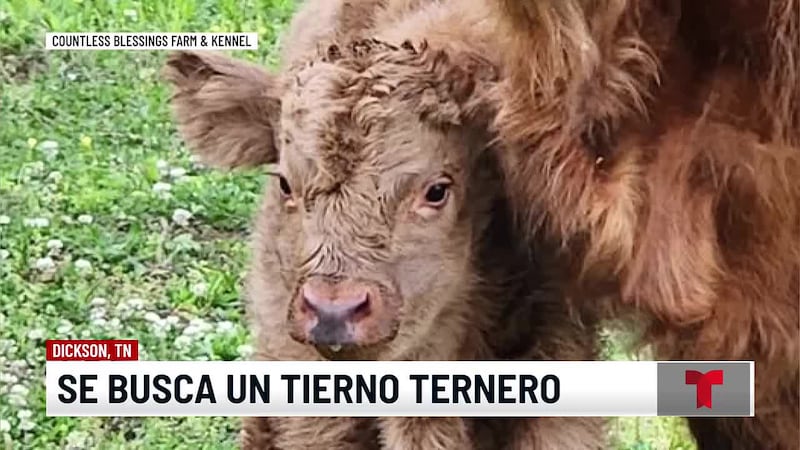 Sin pistas del tierno ternero "Meatloaf", dueños piden ayuda de la comunidad