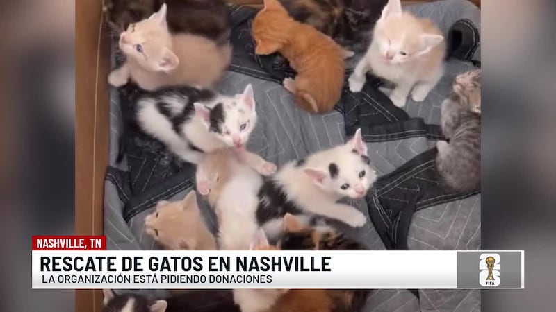 Ayuda urgente pide una organización de rescate animal