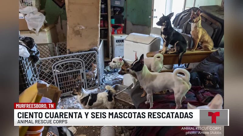 Rescatan más de 140 mascotas en el condado de Rutherford