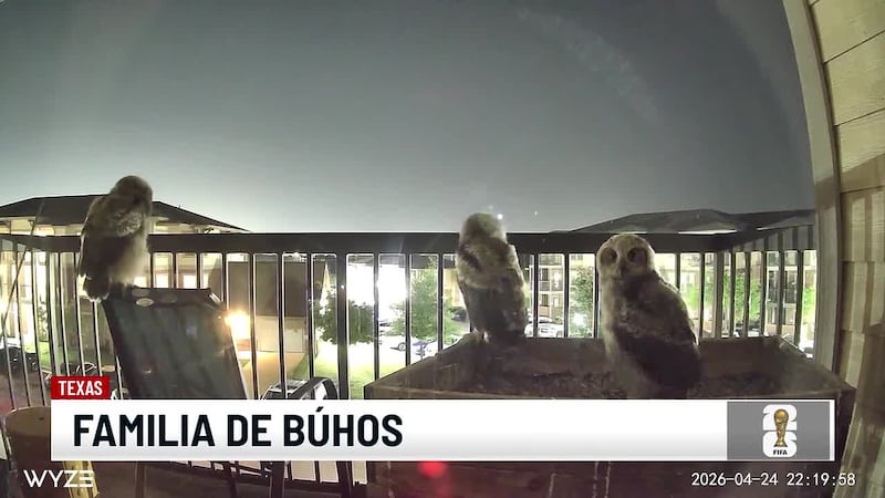 Familia de búhos decide hacer su nido en el balcón de un apartamento