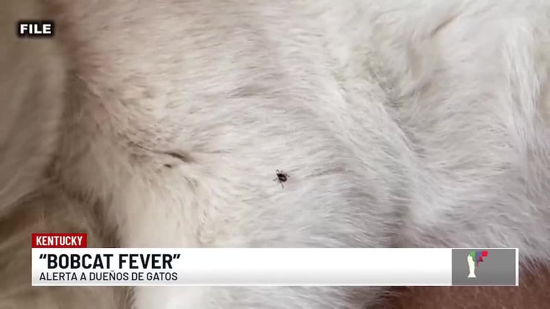 Veterinarios advierten sobre la enfermedad "Bobcat fever" que pone en riesgo la vida de los...