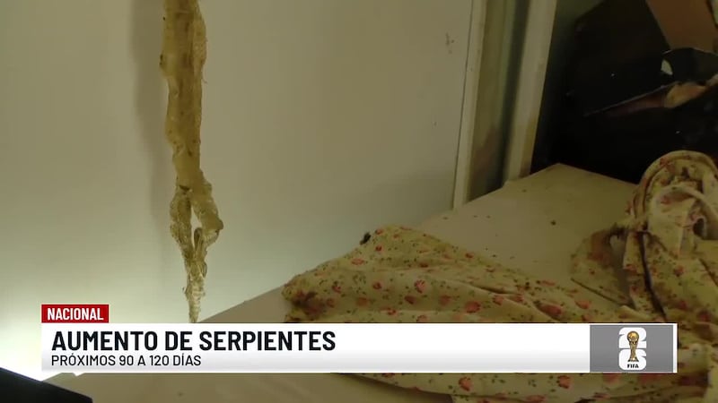 Autoridades piden a los residentes mantenerse alertas por el aumento de serpientes cerca a los...