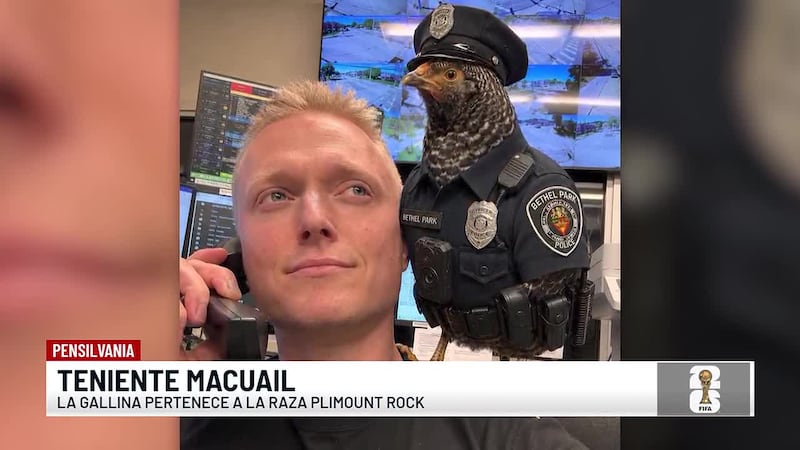 Una gallina puso en jaque a la policía y luego la nombran agente honoraria
