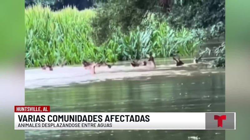 Venados luchan por sobrevivir tras una inundación en Huntsville