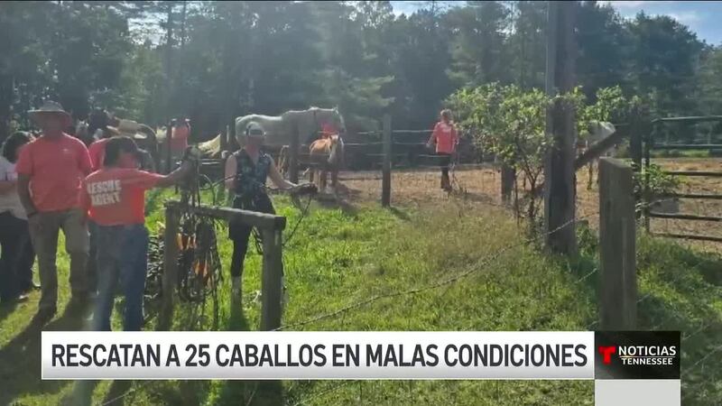 Rescatan en Tennessee a más de 20 caballos en malas condiciones