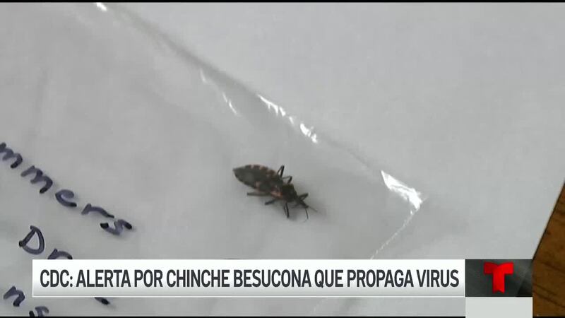 Confirman casos de las chinches besuconas en Tennessee