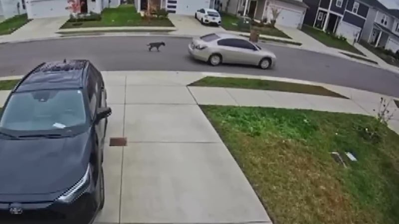Encadenan a un auto a perrito y lo obligan a caminar varias cuadras en Nashville